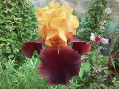 Supreme Sultan1