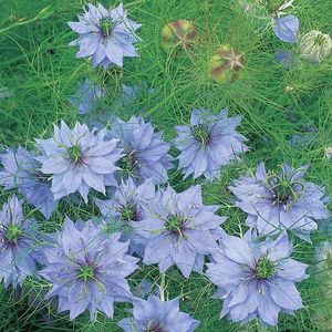 Seminte flori Nigella Miss Jekyll; Seminte flori Nigella Miss Jekyll - Negrilica - culoare albastru
