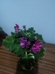 Planta mea