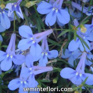 Seminte flori Lobelia Cambridge Blue; Seminte flori Lobelia Cambridge Blue - Lobelie curgatoare
