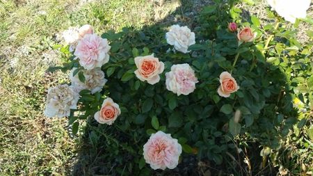 Garden of Roses
