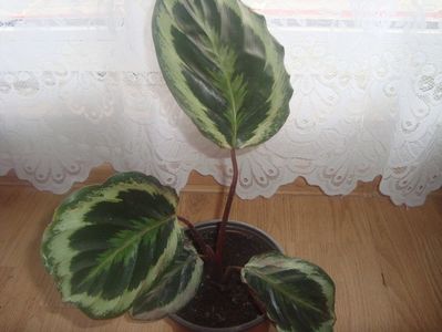 calathea