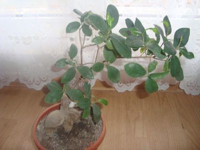 ficus ginseng