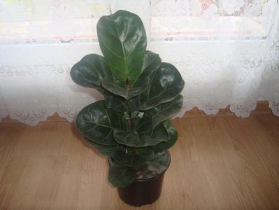 ficus lyrata