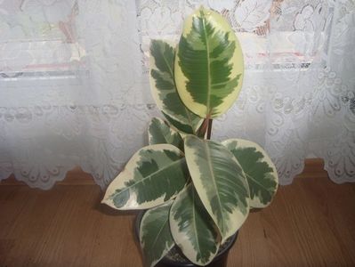 ficus variegata