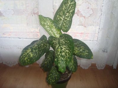 dieffenbachia