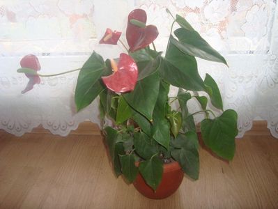 anthurium