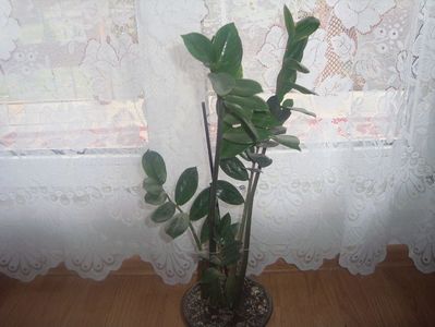 zamioculcas