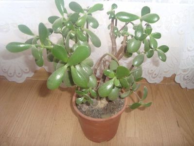 crassula