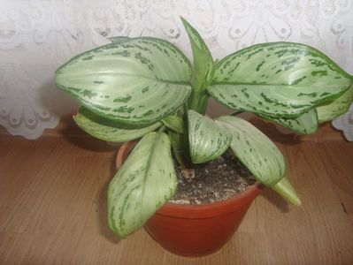 dieffenbachia