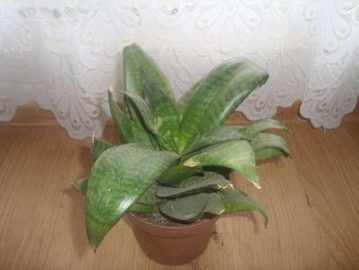 sanseveria