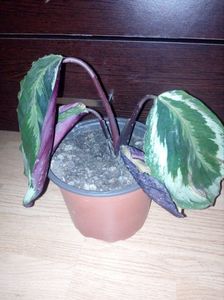 calathea