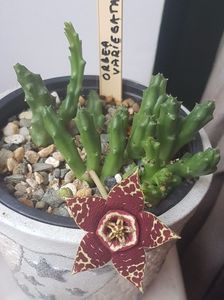 Orbea variegata-prima floare