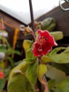 thumbnail (30) Ryskan