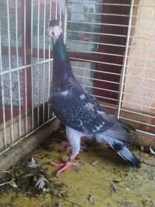 Photo0781