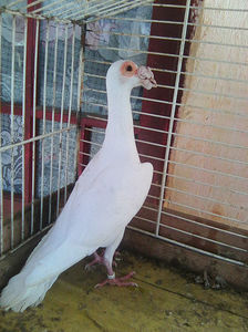 Photo0852