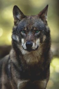 wolf11