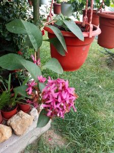 Liliac de ghiveci