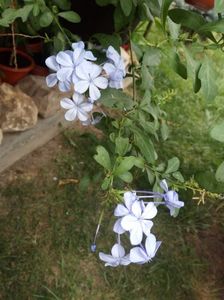 Plumbago albastru
