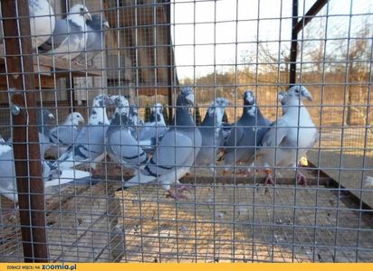 ptaki-golebie_big_1_360571083