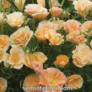Seminte flori mac californian culoare piersica; Seminte flori Eschscholtzia Peach Sorbet - Mac californian culoare piersica
