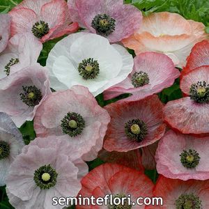 Seminte flori Poppy Mother of Pearl; Seminte flori Poppy Mother of Pearl - Mac perlat
