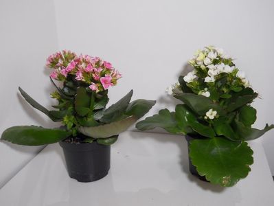 Kalanchoe; Detalii despre produs
Kalanchoe este una din cele mai populare plante de apartament, este originara din Madagascar si are un nume cu etimologie chinezeasca.
