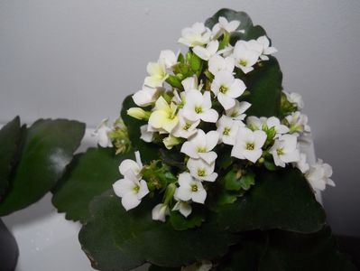 Kalanchoe; Detalii despre produs
Kalanchoe este una din cele mai populare plante de apartament, este originara din Madagascar si are un nume cu etimologie chinezeasca.
