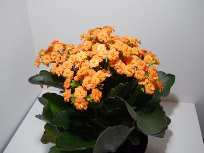 Kalanchoe; Detalii despre produs
Kalanchoe este una din cele mai populare plante de apartament, este originara din Madagascar si are un nume cu etimologie chinezeasca.
