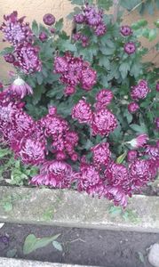 ; Florile prietenei mele
