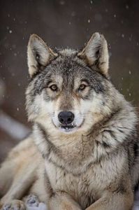 wolf04