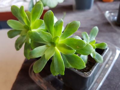 Sedum palmeri- de curand inradacinat