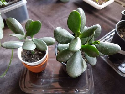 Crassula ovata-de curand inradacinate