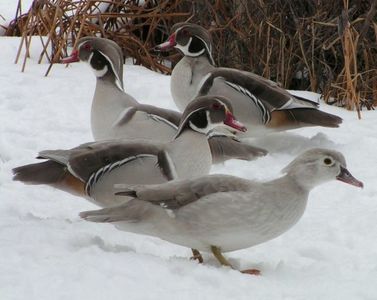 7e331bfb3e9c2c06cfe117f68a72f265--waterfowl-hunting-duck-hunting; Poza nu îmi apartine
