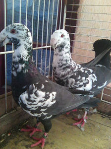 Photo0899