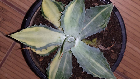 Agave Isthmensis Variegated Half Moon