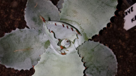 Agave Isthmensis Kabutogani