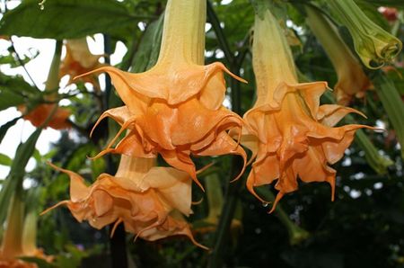 orange drop