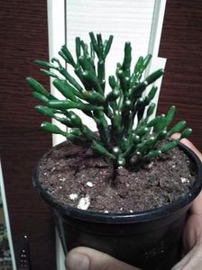 received_545436012473175; Suculenta
