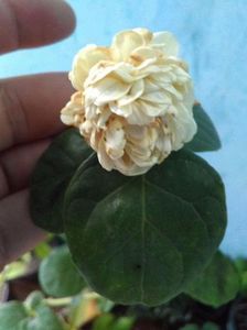 received_250268968829166; Iasomia Grand Duke
