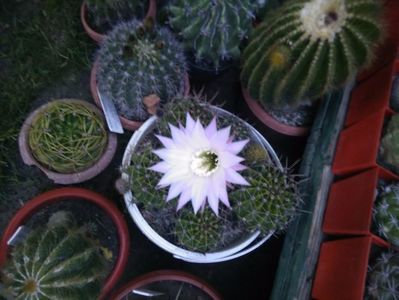 ; echinopsis
