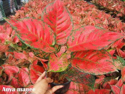 Aglaonema-Anya-manee-