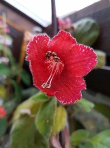thumbnail (38) Ryskan