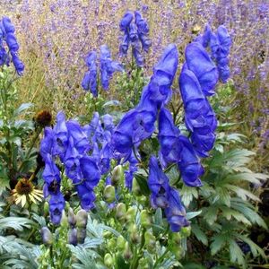 Aconitum 5 lei 3 bulbi; Talie inalta. Inflorire toamna
