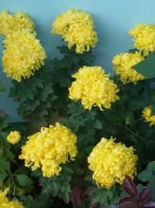 IMG-20171107-WA0021
