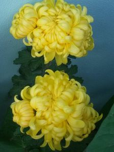 IMG-20171107-WA0006