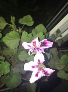 C8231DA5-3021-4AEA-83C3-718A15820B1D