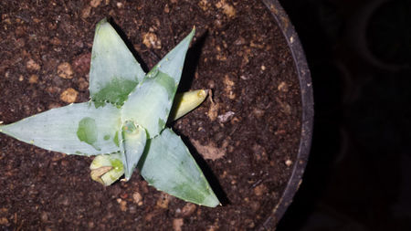 Agave Utahensis Nevadensis