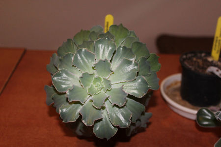 Echeveria Shaviana Peregrina