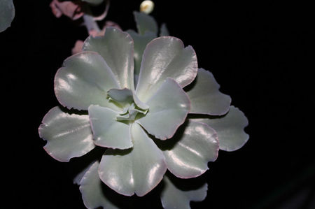 Echeveria Shaviana